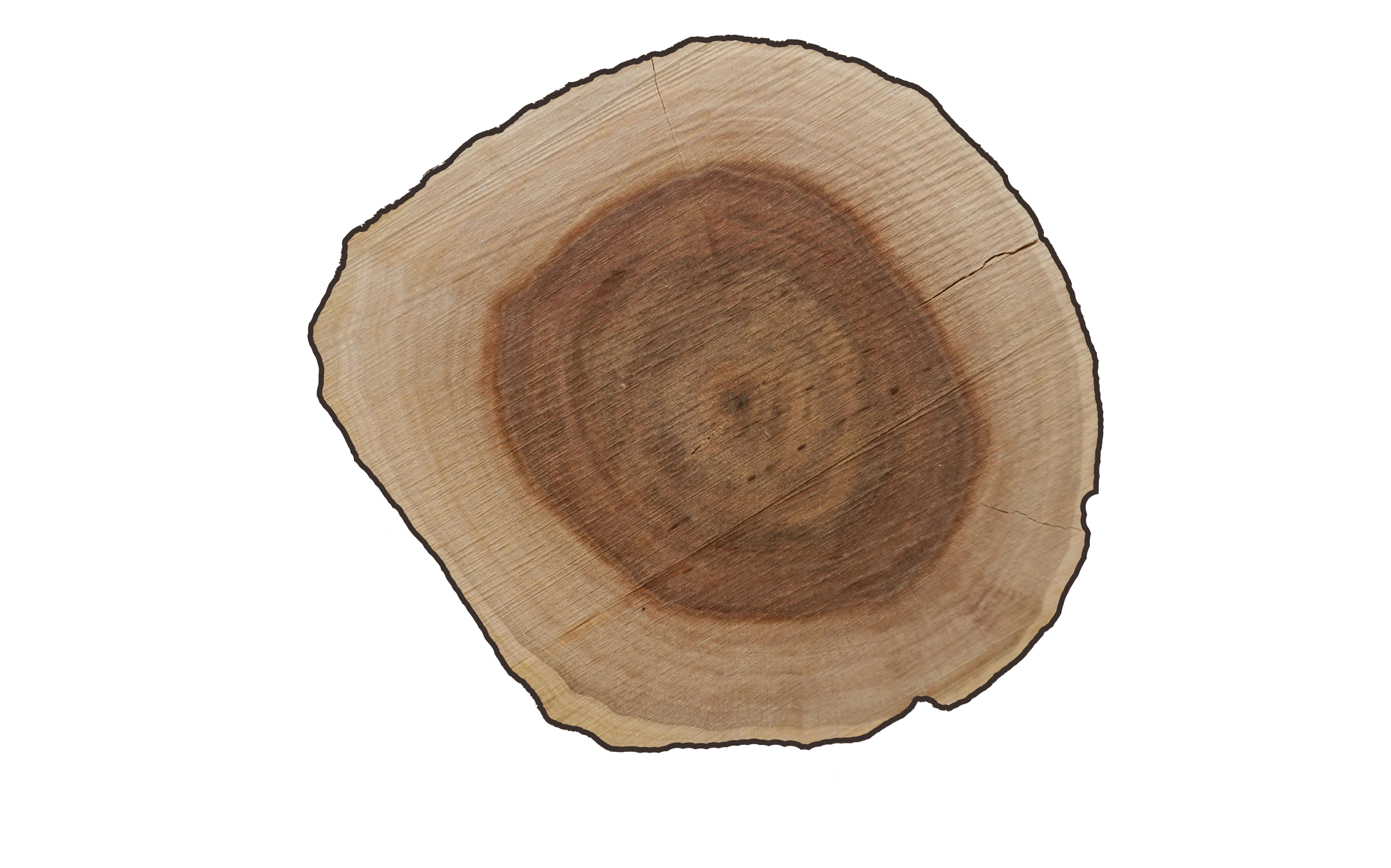 Sección transversal de tronco de madera maciza mostrando vetas y crecimiento natural